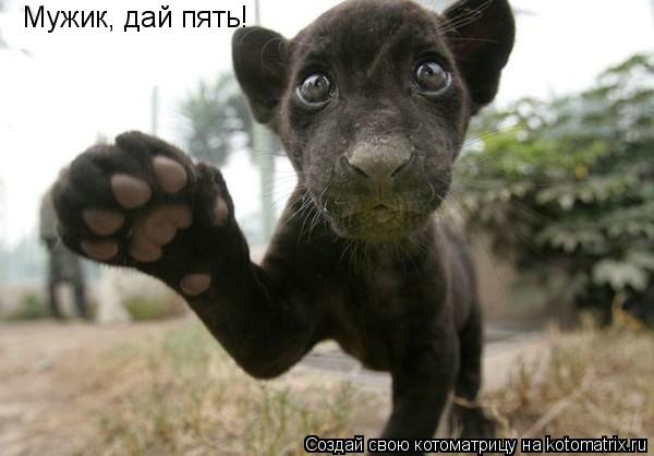 Мужик, дай пять!... Котоматрица: Мужик, дай пять!