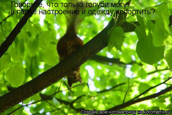 Говорите, что только голуби могут в парке настроение и одежду испортить?... Котоматрица: Говорите, что только голуби могут в парке настроение и одежду испортить?