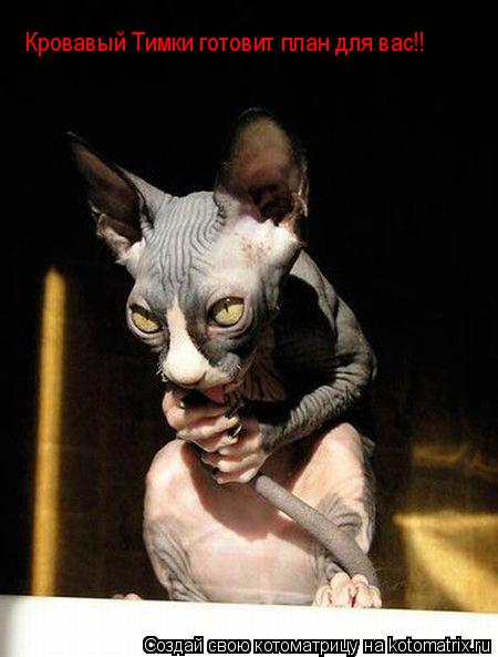 Кровавый Тимки готовит план для вас!!... Котоматрица: Кровавый Тимки готовит план для вас!!