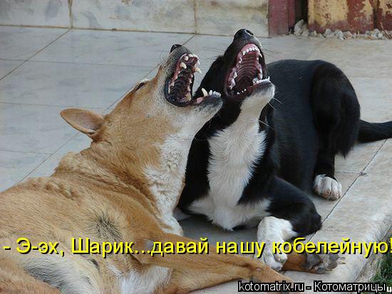 - Э-эх, Шарик...давай нашу кобелейную!... Котоматрица: - Э-эх, Шарик...давай нашу кобелейную!