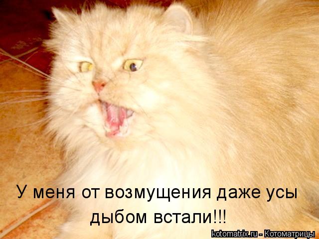 У меня от возмущения даже усы дыбом встали!!!... Котоматрица: У меня от возмущения даже усы дыбом встали!!!