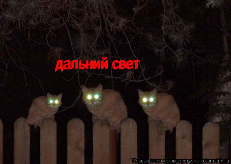 дальний свет дальний свет... Котоматрица: дальний свет дальний свет