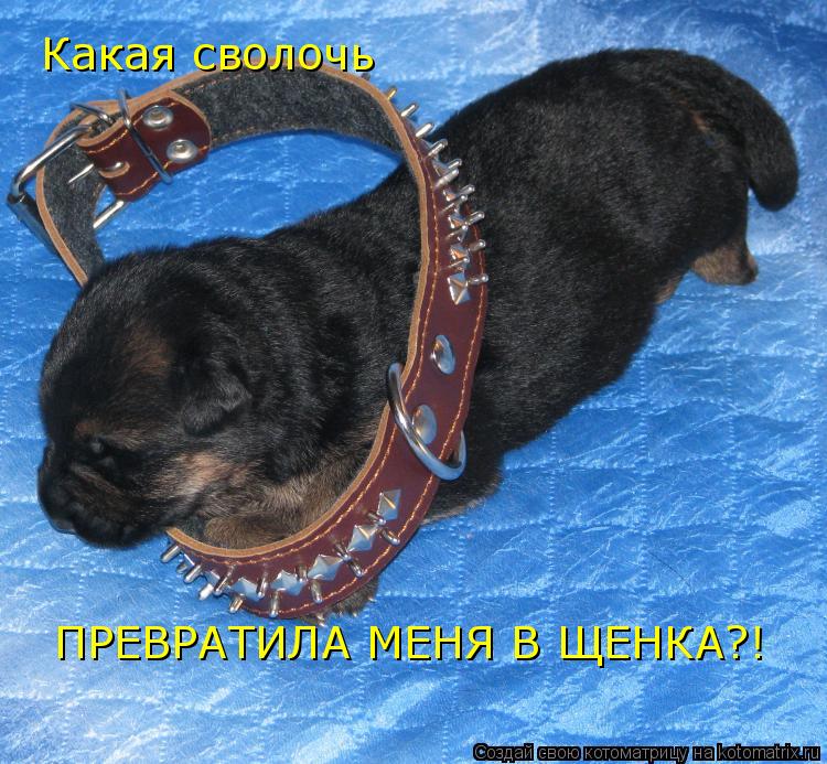Какая сволочь ПРЕВРАТИЛА МЕНЯ В ЩЕНКА?!... Котоматрица: Какая сволочь ПРЕВРАТИЛА МЕНЯ В ЩЕНКА?!