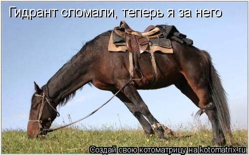 Гидрант сломали, теперь я за него... Котоматрица: Гидрант сломали, теперь я за него
