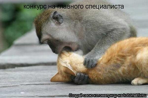конкурс на главного специалиста конкурс на главного специалиста... Котоматрица: конкурс на главного специалиста конкурс на главного специалиста