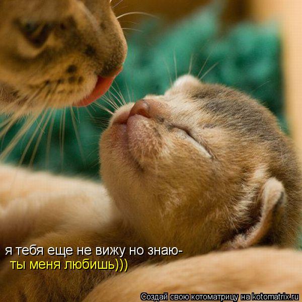 я тебя еще не вижу но знаю- ты меня любишь)))... Котоматрица: я тебя еще не вижу но знаю- ты меня любишь)))