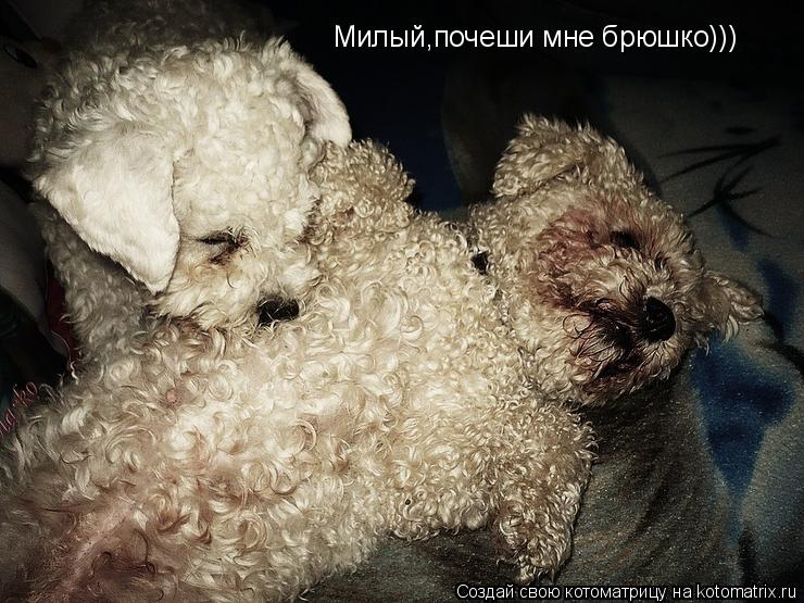 Милый,почеши мне брюшко)))... Котоматрица: Милый,почеши мне брюшко)))