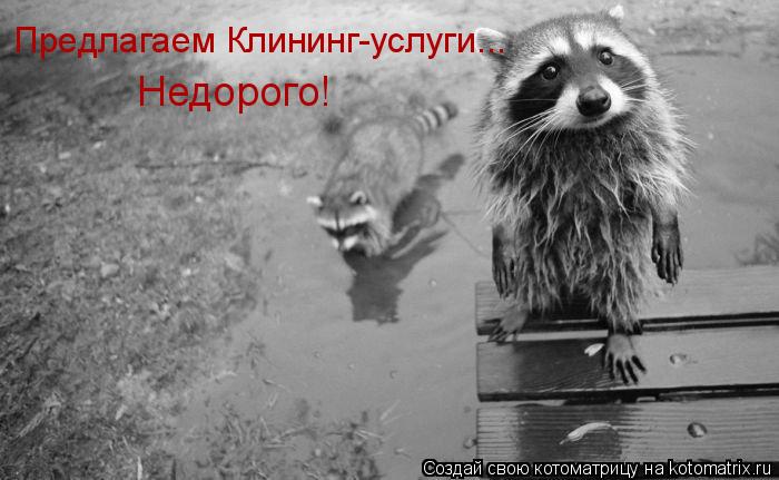 Предлагаем Клининг-услуги... Недорого!... Котоматрица: Предлагаем Клининг-услуги... Недорого!
