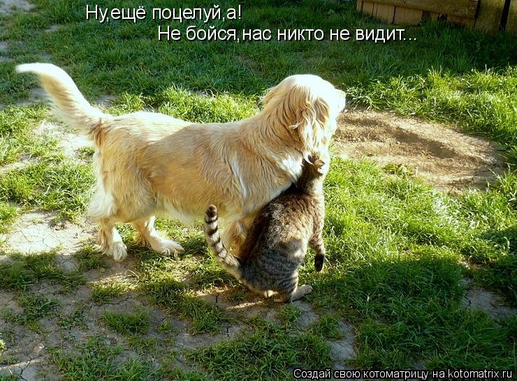 Ну,ещё поцелуй,а! Ну,ещё поцелуй,а! Не бойся,нас никто не видит...... Котоматрица: Ну,ещё поцелуй,а! Ну,ещё поцелуй,а! Не бойся,нас никто не видит...
