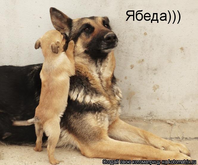 Ябеда)))... Котоматрица: Ябеда)))