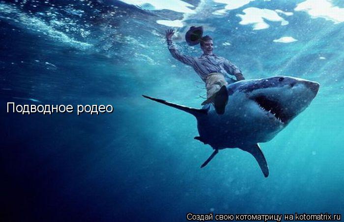 Подводное родео... Котоматрица: Подводное родео