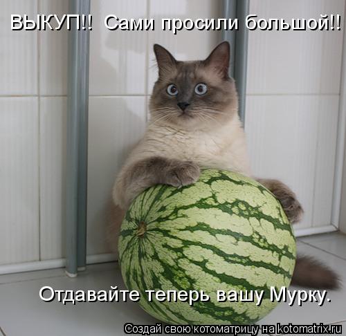 ВЫКУП!! Сами просили большой!! Отдавайте теперь вашу Мурку.... Котоматрица: ВЫКУП!! Сами просили большой!! Отдавайте теперь вашу Мурку.