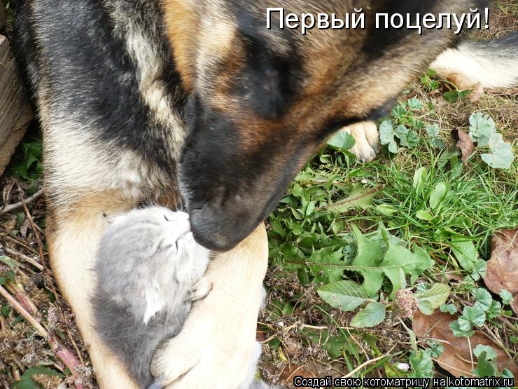 Первый поцелуй!... Котоматрица: Первый поцелуй!