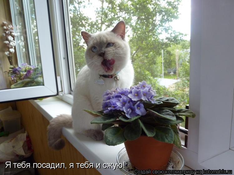 Я тебя посадил, я тебя и сжую!... Котоматрица: Я тебя посадил, я тебя и сжую!