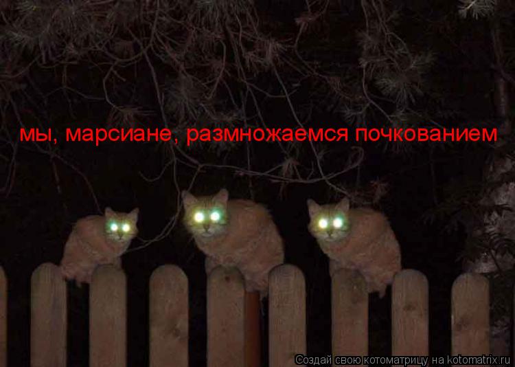 мы, марсиане, размножаемся почкованием... Котоматрица: мы, марсиане, размножаемся почкованием