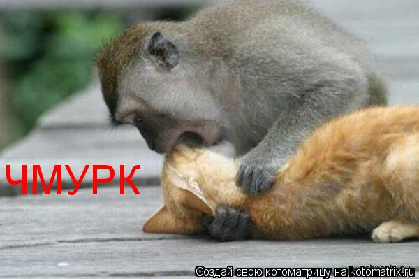 ЧМУРК... Котоматрица: ЧМУРК