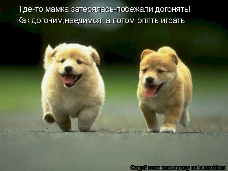 Где-то мамка затерялась-побежали догонять! Как догоним,наедимся, а потом-опять играть!... Котоматрица: Где-то мамка затерялась-побежали догонять! Как догоним,наедимся, а потом-опять играть!