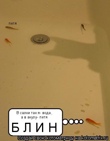 В салки так я- вода, а в акулу- петя петя Б Л И Н... Котоматрица: В салки так я- вода, а в акулу- петя петя Б Л И Н