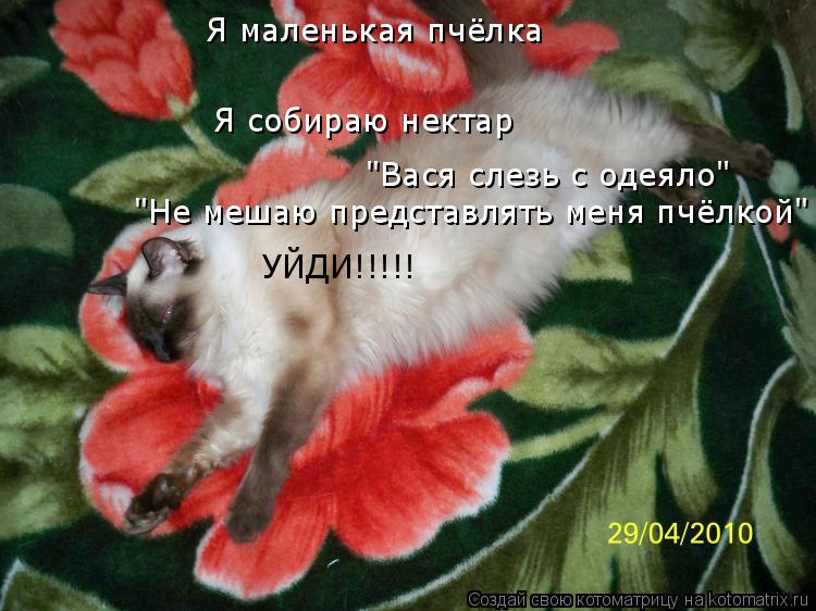 Я маленькая пчёлка Я собираю нектар "Вася слезь с одеяло" "Не мешаю представлять меня пчёлкой" УЙДИ!!... Котоматрица: Я маленькая пчёлка Я собираю нектар "Вася слезь с одеяло" "Не мешаю представлять меня пчёлкой" УЙДИ!!!!!