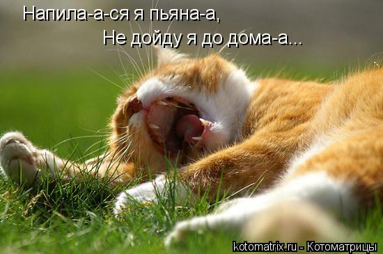 Напила-а-ся я пьяна-а, Не дойду я до дома-а...... Котоматрица: Напила-а-ся я пьяна-а, Не дойду я до дома-а...