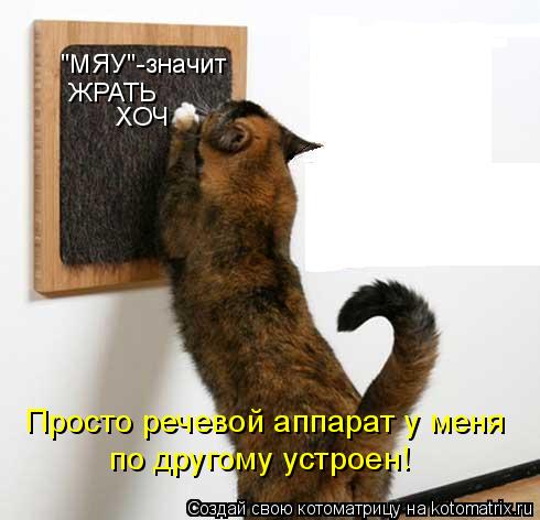 "МЯУ"-значит ЖРАТЬ ХОЧ Просто речевой аппарат у меня по другому устроен!... Котоматрица: "МЯУ"-значит ЖРАТЬ ХОЧ Просто речевой аппарат у меня по другому устроен!