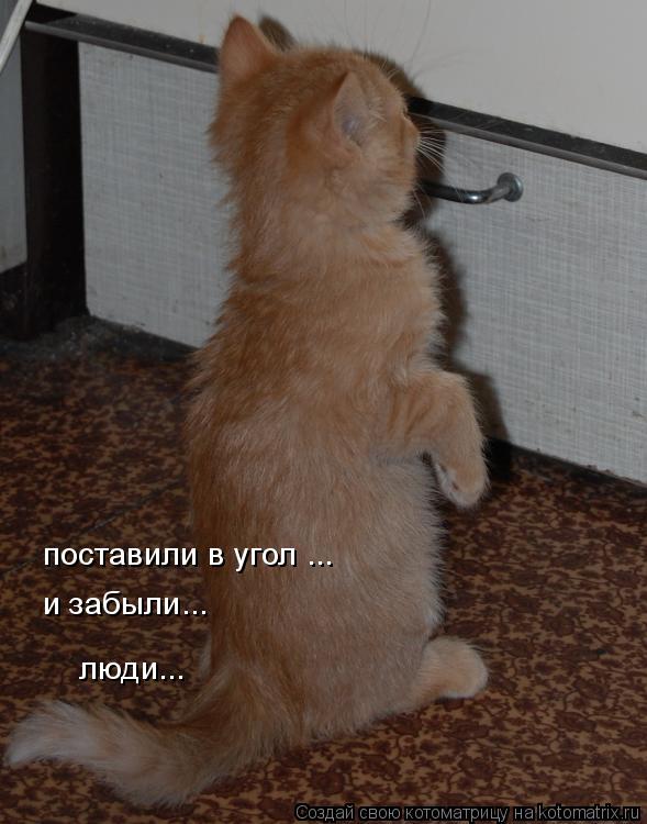 поставили в угол ... и забыли... люди...... Котоматрица: поставили в угол ... и забыли... люди...