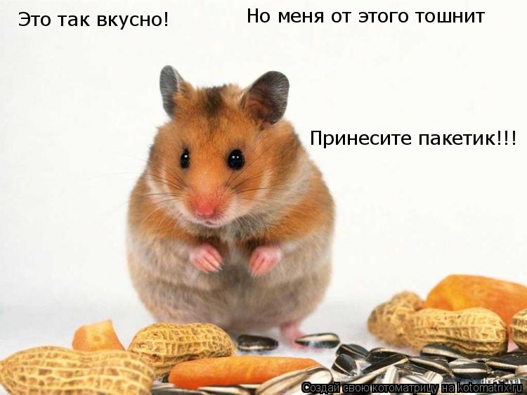 Это так вкусно! Но меня от этого тошнит Принесите пакетик!!!... Котоматрица: Это так вкусно! Но меня от этого тошнит Принесите пакетик!!!
