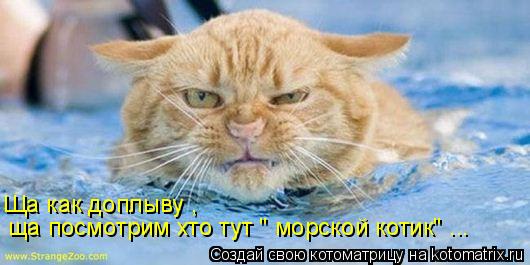 Ща как доплыву , ща посмотрим хто тут " морской котик" ...... Котоматрица: Ща как доплыву , ща посмотрим хто тут " морской котик" ...