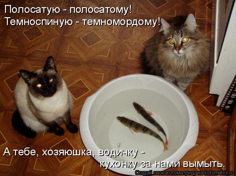 Полосатую - полосатому! Темноспиную - темномордому! А тебе, хозяюшка, водичку - кухонку за нами вымы... Котоматрица: Полосатую - полосатому! Темноспиную - темномордому! А тебе, хозяюшка, водичку - кухонку за нами вымыть.
