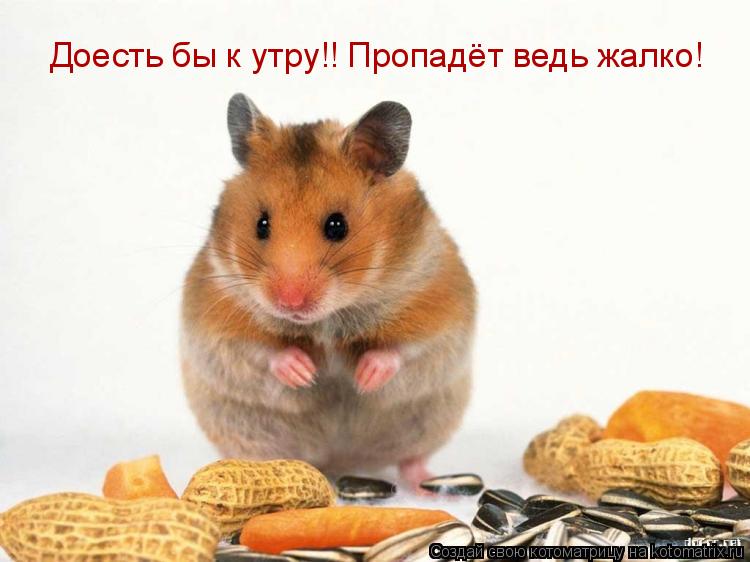 Доесть бы к утру!! Пропадёт ведь жалко!... Котоматрица: Доесть бы к утру!! Пропадёт ведь жалко!