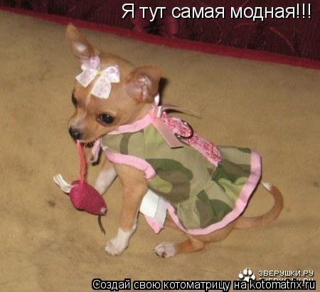 Я тут самая модная!!!... Котоматрица: Я тут самая модная!!!
