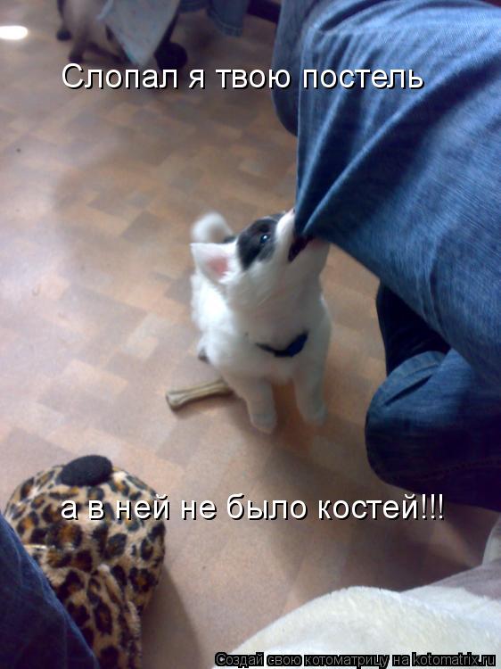 Слопал я твою постель а в ней не было костей!!!... Котоматрица: Слопал я твою постель а в ней не было костей!!!