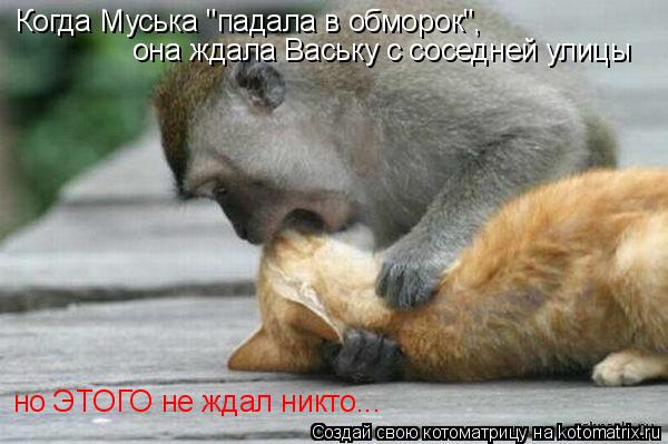 Когда Муська "падала в обморок", она ждала Ваську с соседней улицы но ЭТОГО не ждал никто...... Котоматрица: Когда Муська "падала в обморок", она ждала Ваську с соседней улицы но ЭТОГО не ждал никто...
