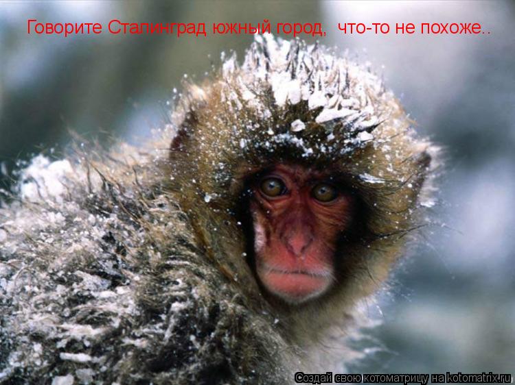 Говорите Сталинград южный город, что-то не похоже..... Котоматрица: Говорите Сталинград южный город, что-то не похоже..