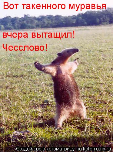 Вот такенного муравья вчера вытащил! Чесслово!... Котоматрица: Вот такенного муравья вчера вытащил! Чесслово!
