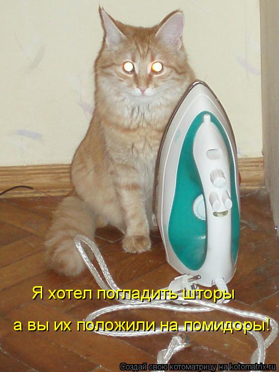 Я хотел погладить шторы а вы их положили на помидоры!... Котоматрица: Я хотел погладить шторы а вы их положили на помидоры!