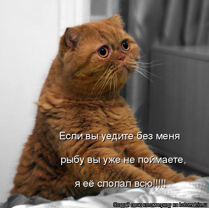 Если вы уедите без меня рыбу вы уже не поймаете, я её слопал всю!!!!!... Котоматрица: Если вы уедите без меня рыбу вы уже не поймаете, я её слопал всю!!!!!