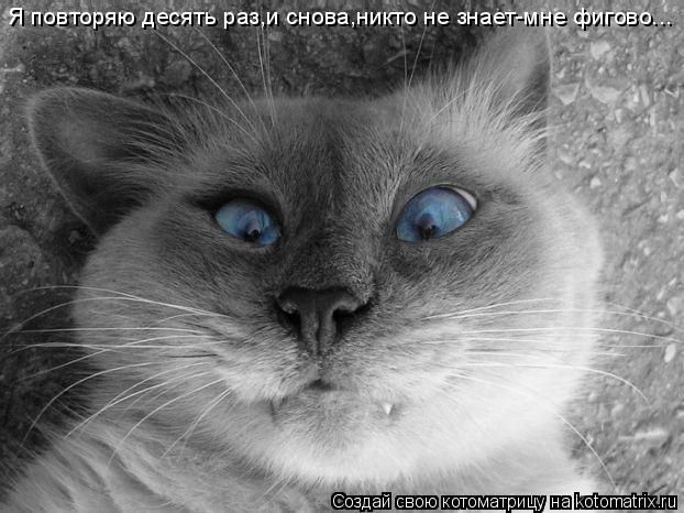 Я повторяю десять раз,и снова,никто не знает-мне фигово...... Котоматрица: Я повторяю десять раз,и снова,никто не знает-мне фигово...