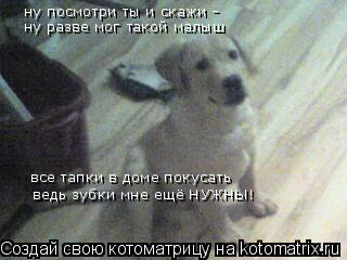 ну посмотри ты и скажи - ну разве мог такой малыш все тапки в доме покусать ведь зубки мне ещё НУЖНЫ... Котоматрица: ну посмотри ты и скажи - ну разве мог такой малыш все тапки в доме покусать ведь зубки мне ещё НУЖНЫ!