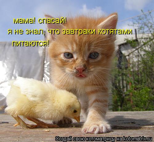 мама! спасай! я не знал, что завтраки котятами питаются!... Котоматрица: мама! спасай! я не знал, что завтраки котятами питаются!