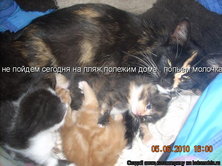 не пойдем сегодня на пляж,полежим дома , попьем молочка....... Котоматрица: не пойдем сегодня на пляж,полежим дома , попьем молочка....