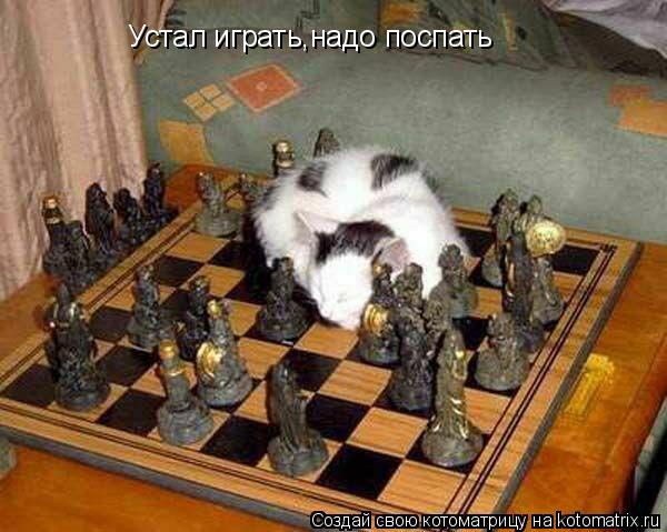Устал играть,надо поспать... Котоматрица: Устал играть,надо поспать