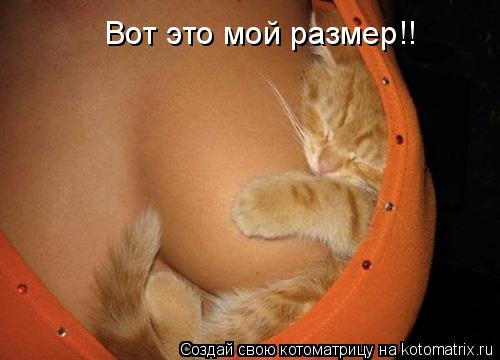 Вот это мой размер!!... Котоматрица: Вот это мой размер!!