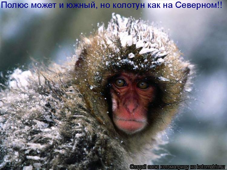 Полюс может и южный, но колотун как на Северном!!... Котоматрица: Полюс может и южный, но колотун как на Северном!!