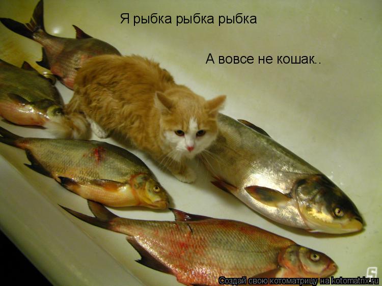 Я рыбка рыбка рыбка А вовсе не кошак..... Котоматрица: Я рыбка рыбка рыбка А вовсе не кошак..
