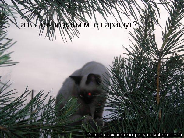 а вы точно дали мне парашут?... Котоматрица: а вы точно дали мне парашут?