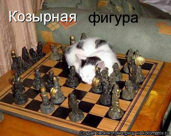 Козырная фигура... Котоматрица: Козырная фигура
