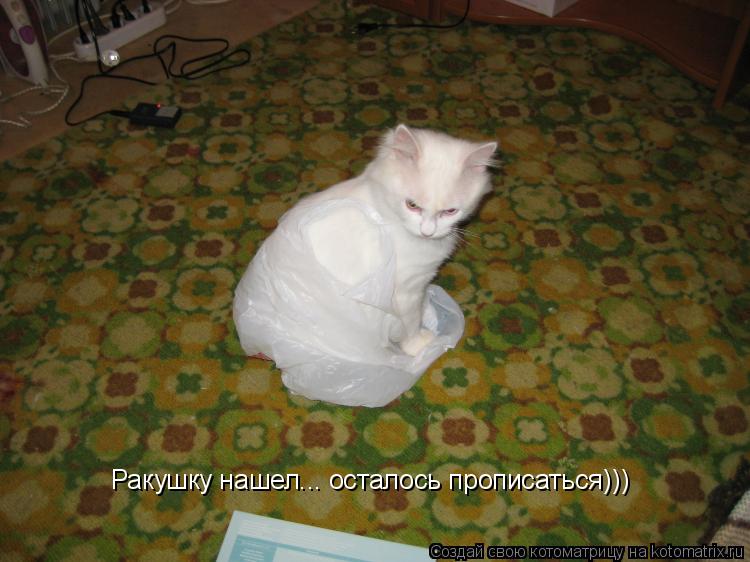 Ракушку нашел... осталось прописаться)))... Котоматрица: Ракушку нашел... осталось прописаться)))