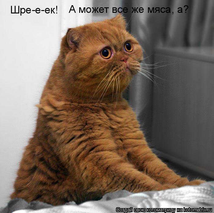 Шре-е-ек! А может все же мяса, а?... Котоматрица: Шре-е-ек! А может все же мяса, а?