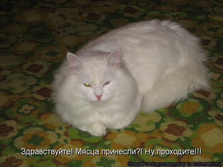 Здравствуйте! Мясца принесли?! Ну проходите!!!... Котоматрица: Здравствуйте! Мясца принесли?! Ну проходите!!!